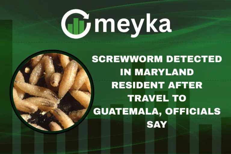 Flesh-eating screwworm parasite attaching to human skin causing myiasis infection