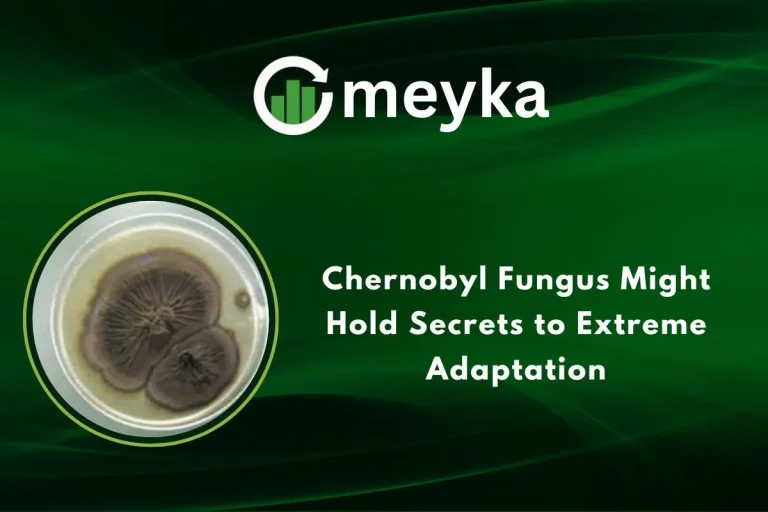 Chernobyl Fungus