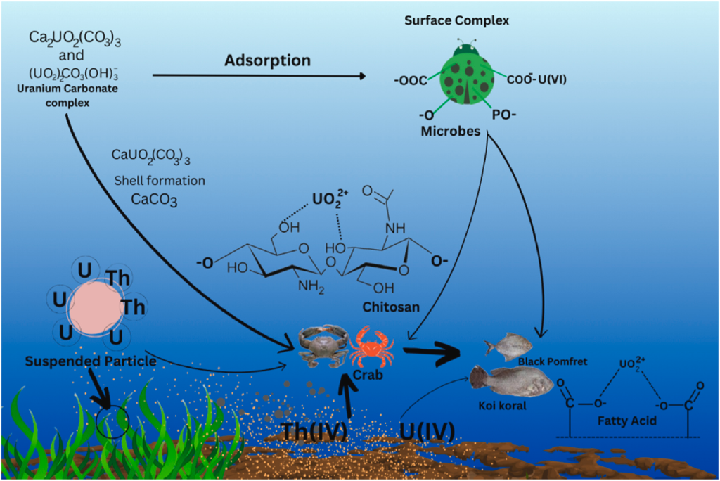 Cell Pass Source: Natural radioactivity and heavy metal contamination in Seafood